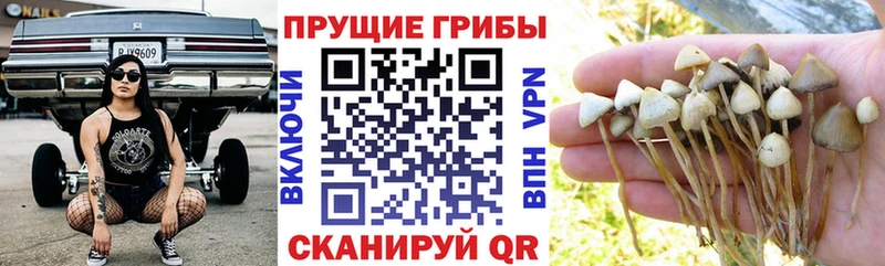 Галлюциногенные грибы Psilocybe  цена наркотик  Ворсма 